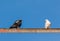 Two pigeons on metal bar against clear sky.