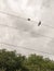 Two pigeons outside on top of a train electrical line