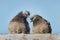 Two pigeons with rainbow necks and bright eyes sit together on concrete surface looking at each other with love in the park in