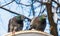 Two pigeons with rainbow necks and bright eyes sit on a white metal disk with snow in the park in winter