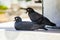 Two pigeons rest under the shadow of a wall