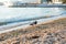 Two pigeons on the sandy shore of the Black Sea on a sunny day at sunset. Beautiful seascape at sunset. Two birds on the seashore