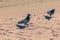 Two pigeons on sandy yellow beach