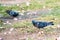 Two pigeons searching for food on the garden ground, selective focus on the right one