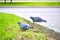 Two pigeons sit on the kerb close-up