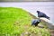 Two pigeons sit on the kerb close-up