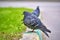 Two pigeons sit on the kerb close-up