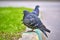 Two pigeons sit on the kerb close-up