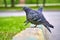 Two pigeons sit on the kerb close-up