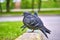 Two pigeons sit on the kerb close-up