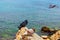 Two pigeons are sitting on a brown rock. Pigeon in natural wildlife. Glyfada Beach and Saronic Gulf in the background. Athens,