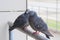 Two pigeons are sitting on a metal railing.