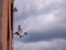 Two pigeons sitting on an old satellite antenna