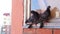 Two pigeons sitting on windowsill of brick building window