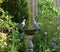 Two pigeons stood on bird bath