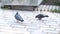 Two pigeons are walking on a road tile
