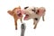 Two piglet are singing into the microphone