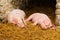 Two piglets on a bed of straw