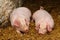 Two piglets on a bed of straw