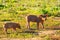 Two piglets busy feeding in a meadow of Gaume in southern Belgium