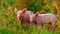 Two piglets grazing a grass field, piglets are facing the camera,