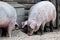 Two pigs eating grain on the ground