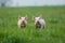 two Pigs on a green meadow on a farm generative AI