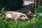 Two pigs of the Hungarian mangalitsa walk in a meadow among daisies. Piglets in a field among green grasses