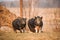 Two Pigs Posing In Farm Yard. Pig Farming Is Raising And Breeding