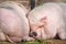 Two pigs sleeping close up