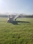 Two Pigs standing in a sprinkler getting water