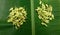 Two piles of fresh green chilies on a banana leaf