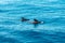 Two pilot whales in ocean looking like dolphins - whale watching