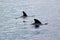 Two pilot whales in the waters outside the Azores