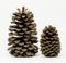 Two Pine Cones