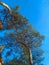 Two pine trees coming together above the rooftop of the house in the sunny day