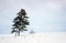 Two Pine Trees on Snowy Field