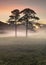 Two Pine trees at sunrise with early morning fog in valley. Taken in the Lake District, UK.