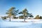 Two pines, winter landscape. Frost, snowy