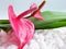 Two pink Anthuriums flowers with green leaves