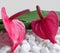 two pink Anthuriums flowers with white stones