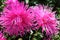 Two pink Aster Tall Ostrich Plume Mixed Flower