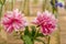 Two pink blooming peony flowers in a glass wase