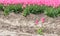 Two pink blooming tulips next to the edge of the flower bed