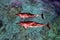 Two pink bottle-nose dolphins swimming from above