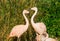 Two pink chilean flamingos standing close to each other, tropical colorful birds from america