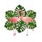 Two pink flamingo, romantic couple in love with monstera leaves. Tropical exotic bird rose flamingos isolated on white