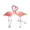 Two pink flamingo, romantic couple in love. Tropical exotic bird rose flamingos isolated on white background. Watercolor