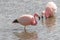 Two Pink Flamingos Atacama Chile