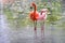 Two pink flamingos standing in the water.